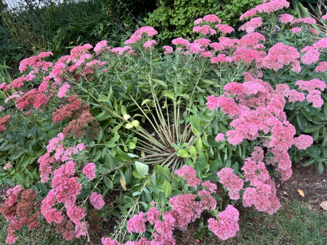 How, when and why to divide garden  perennials for better blooming